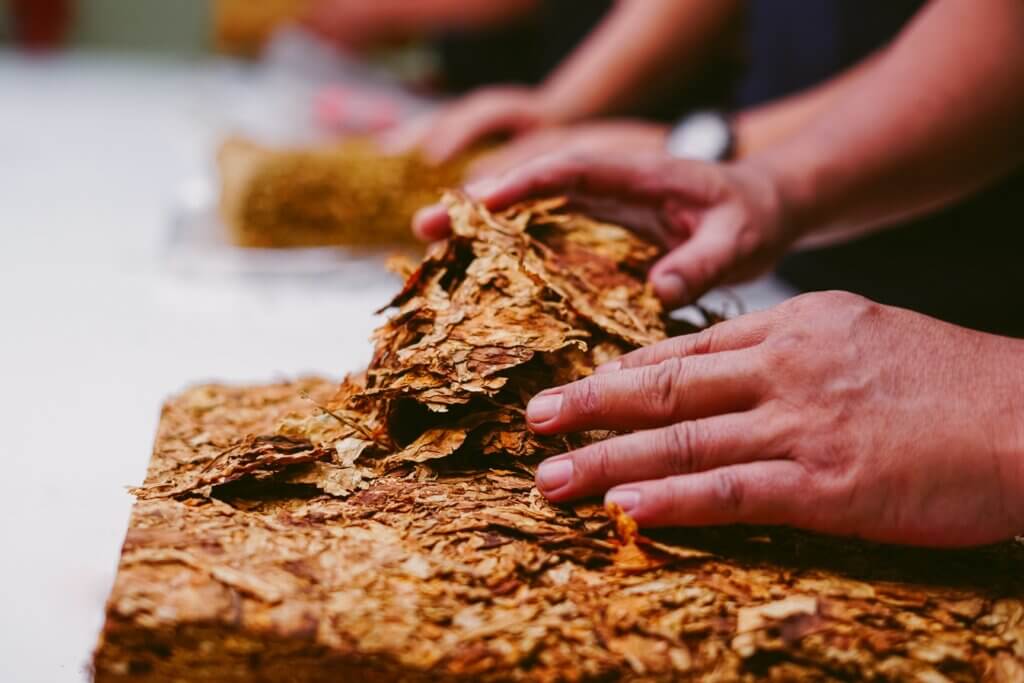 person sifting tobacco