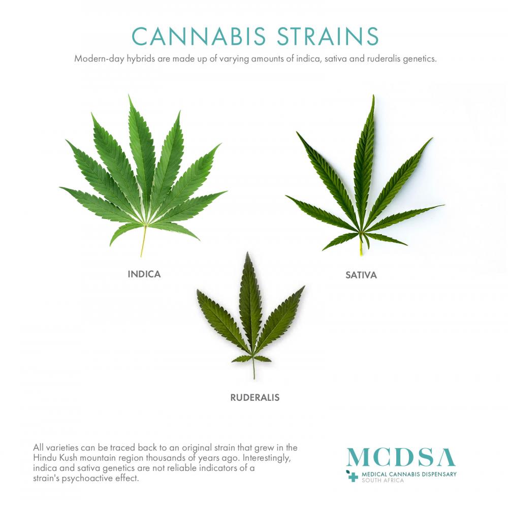 Cannabis Strains