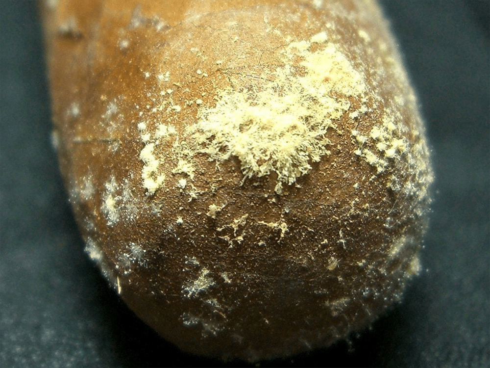 close up of plume on a cigar