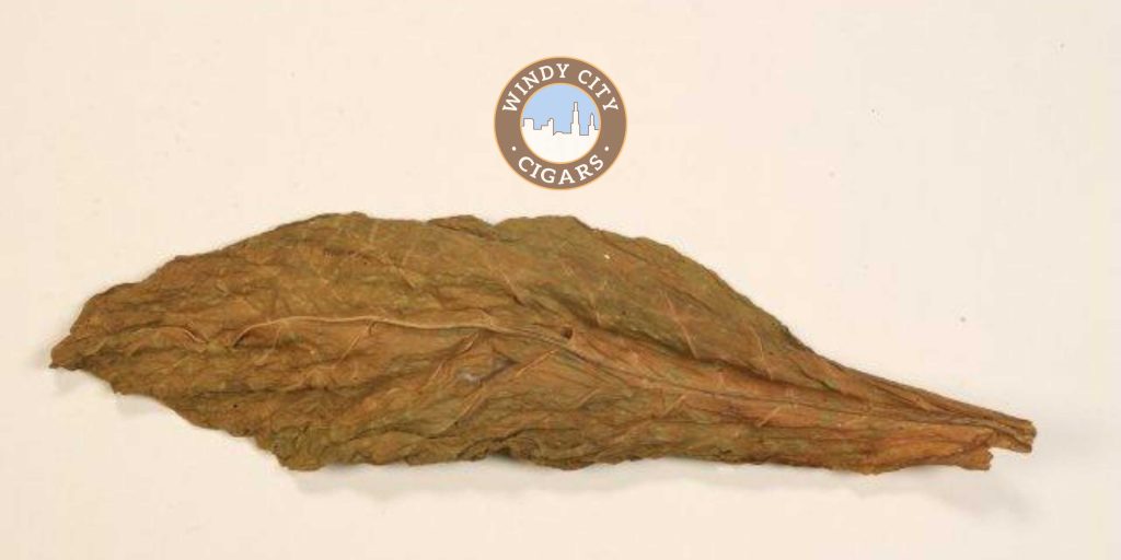 tobacco leaf